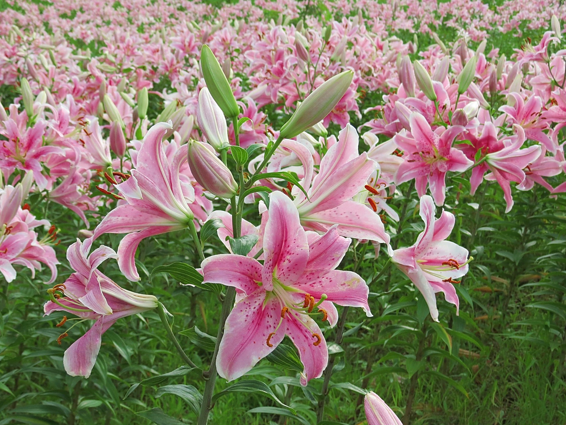 花 植物 満開の百合 ソルボンヌ 壁紙19x1440 壁紙館