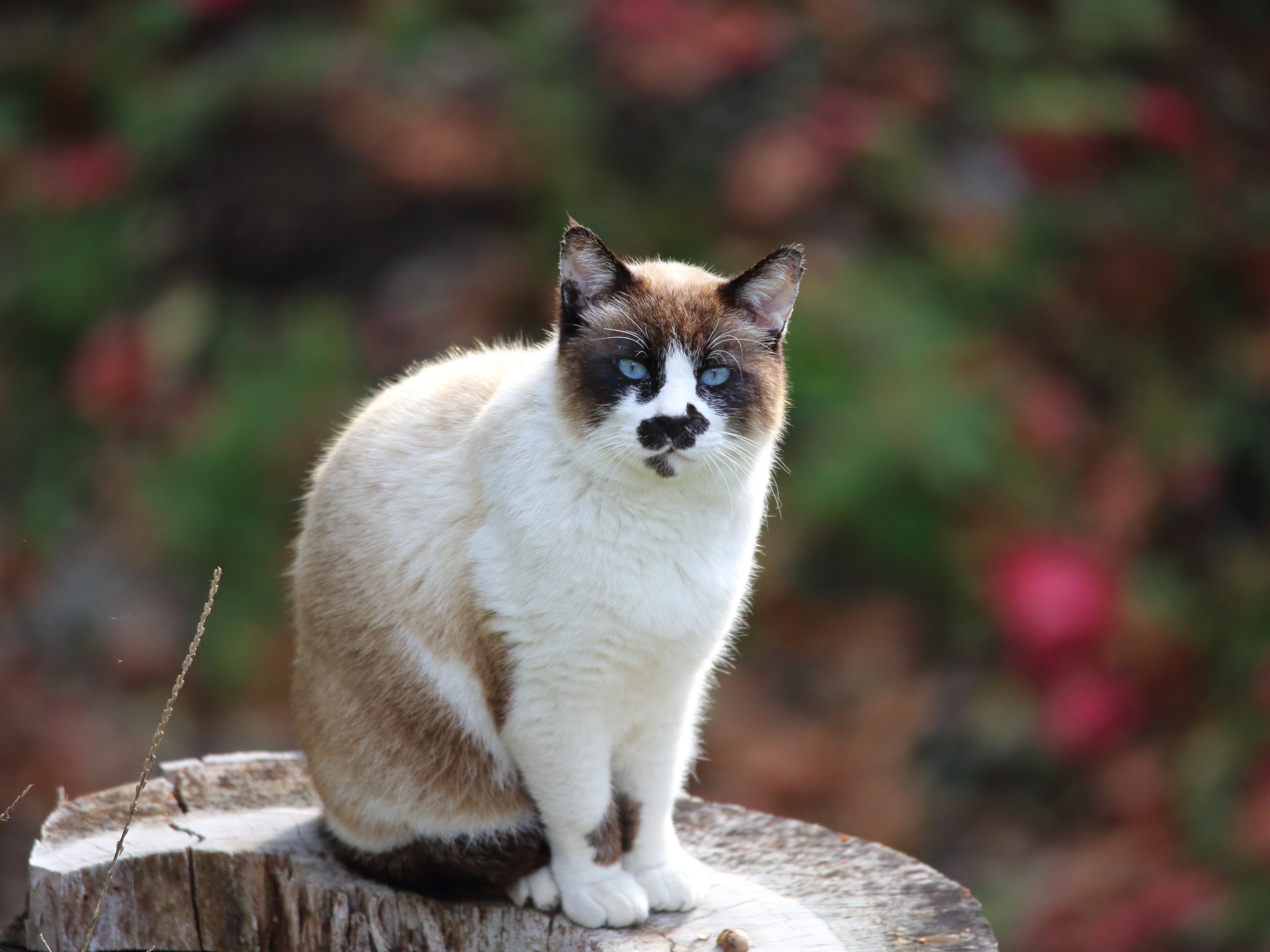 動物 猫 ヘンなネコ 壁紙19x1440 壁紙館