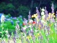 六甲山上に咲くラベンダー