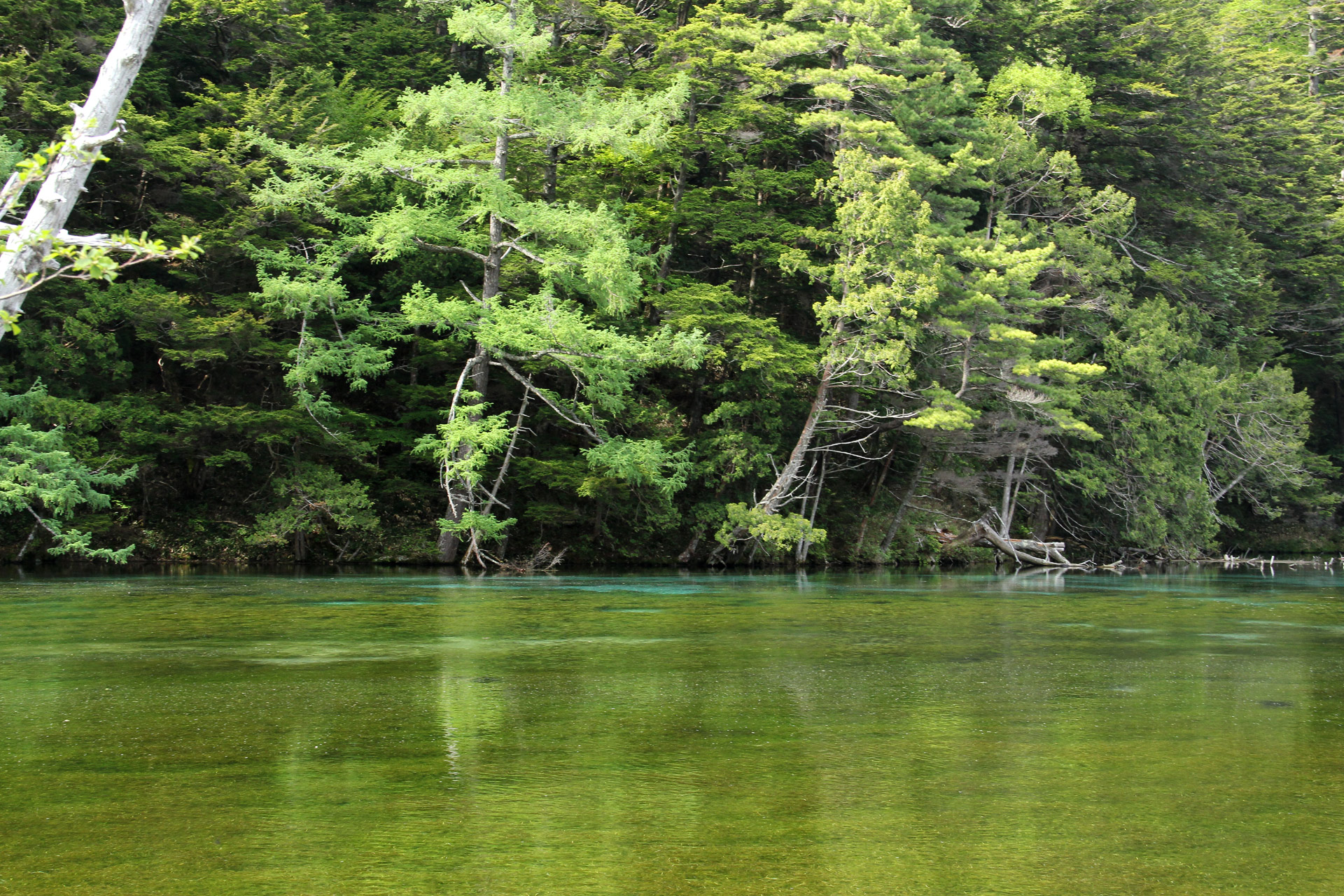 日本の風景 神秘的な水の色 明神池 壁紙19x1280 壁紙館