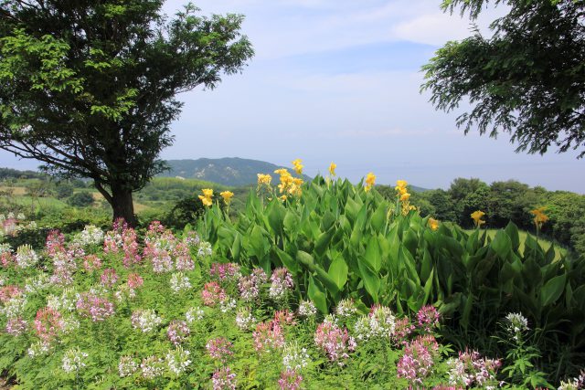 公園に咲く花たち