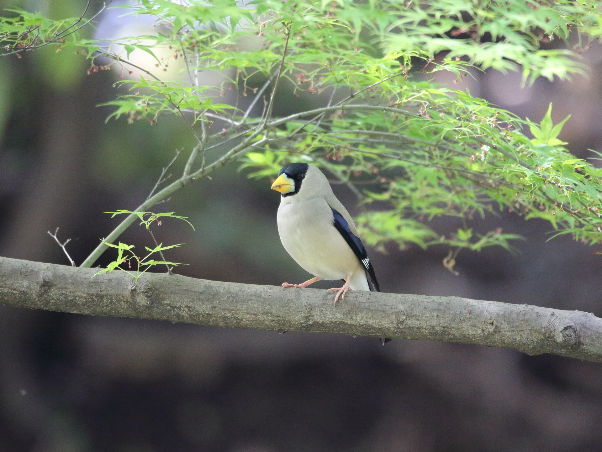 動物 鳥 ペンギン キョロちゃん 壁紙19x1440 壁紙館