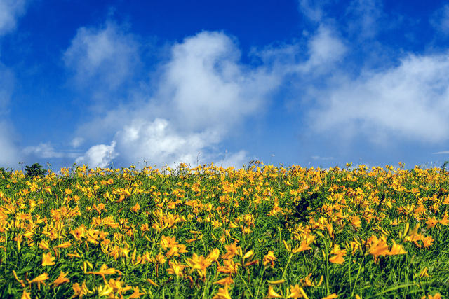 夏の霧ヶ峰・車山肩