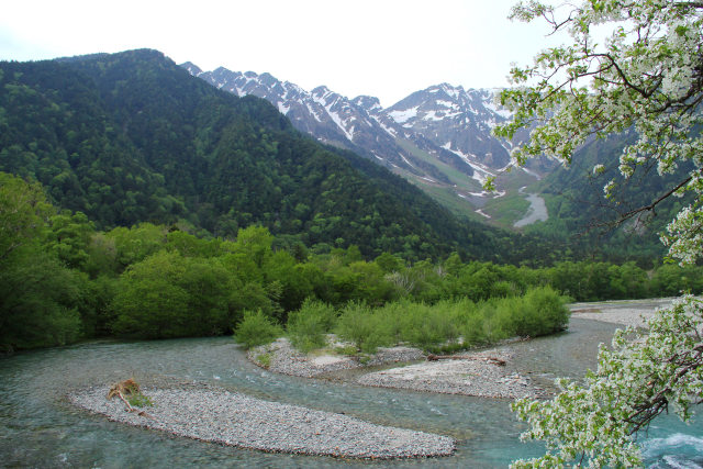 小梨咲く梓川より仰ぐ嶺