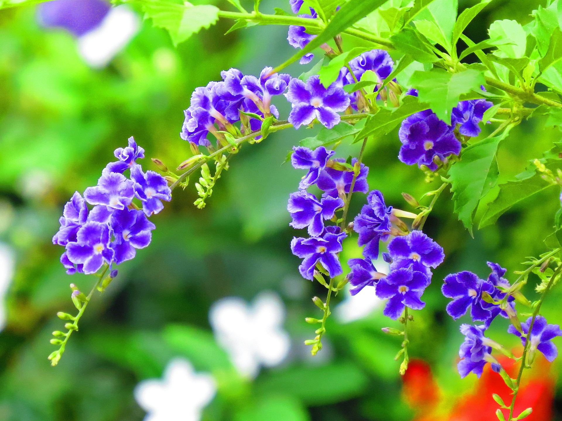 花 植物 デュランタ タカラヅカ 壁紙19x1440 壁紙館