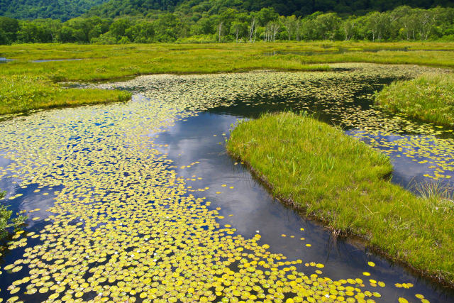尾瀬・夏の池塘