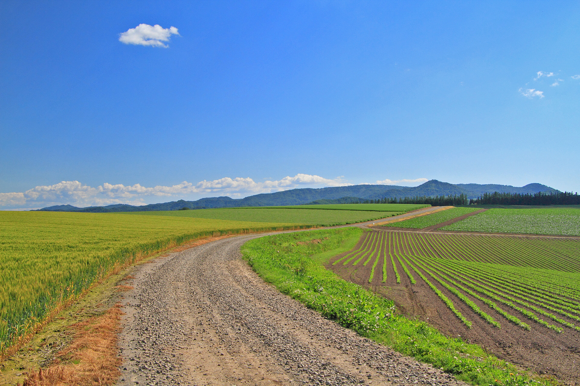 日本の風景 美瑛 夏の道 Part9 郷愁 壁紙19x1280 壁紙館