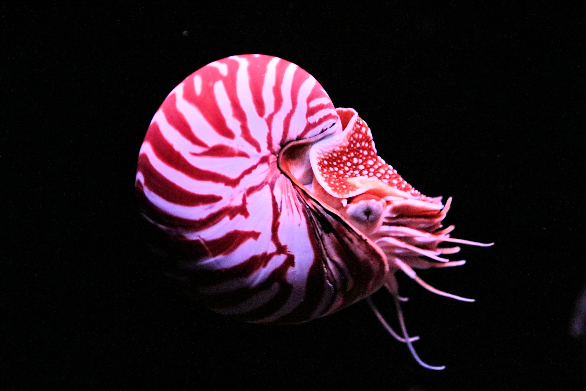 魚 水生生物 オーム貝 壁紙19x1280 壁紙館