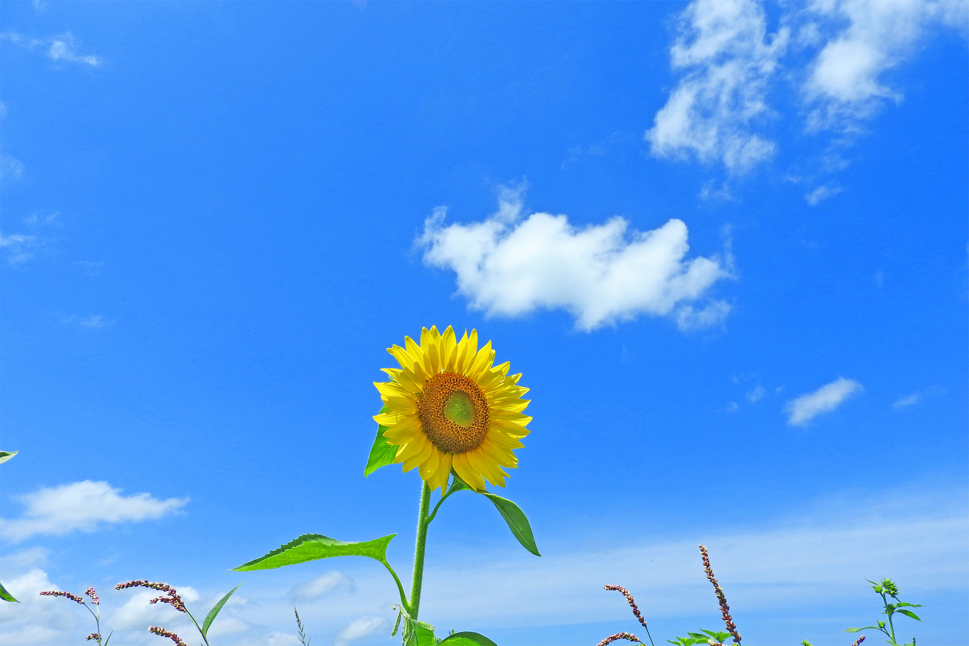 日本の風景 ヒマワリと夏空3 壁紙19x1280 壁紙館