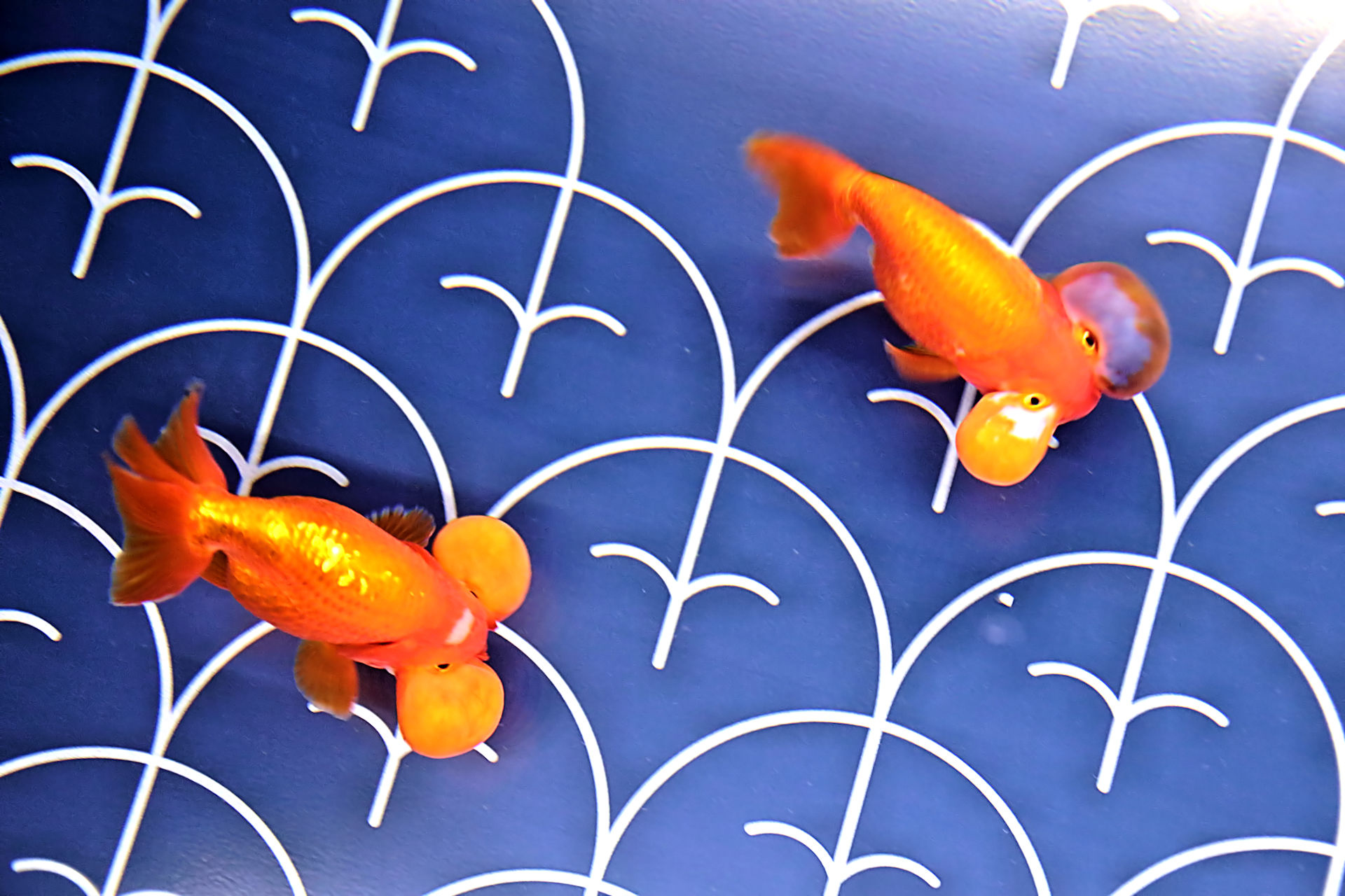 魚 水生生物 珍金魚まつり スイホウガン 壁紙19x1280 壁紙館