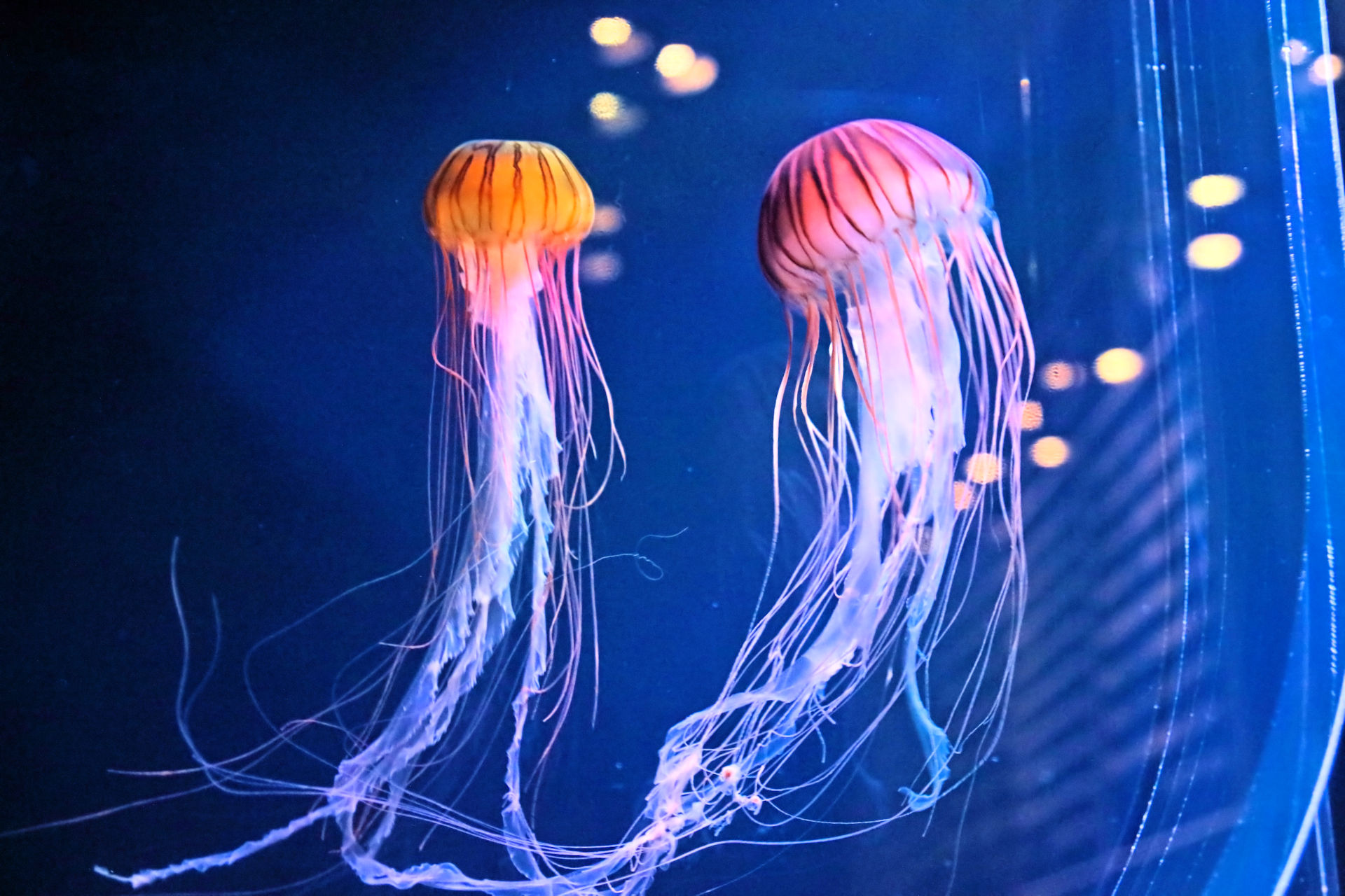 魚 水生生物 クラゲ漫遊 壁紙19x1280 壁紙館