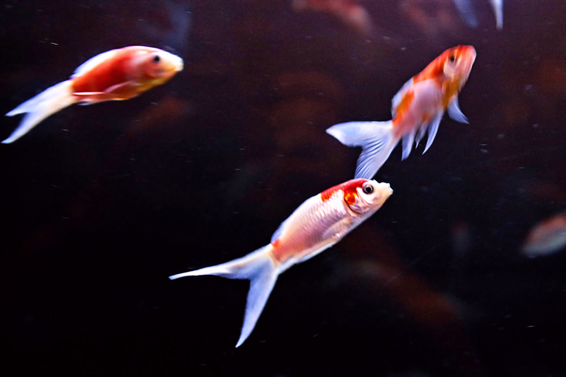 魚 水生生物 金魚まつり コメット 壁紙19x1280 壁紙館