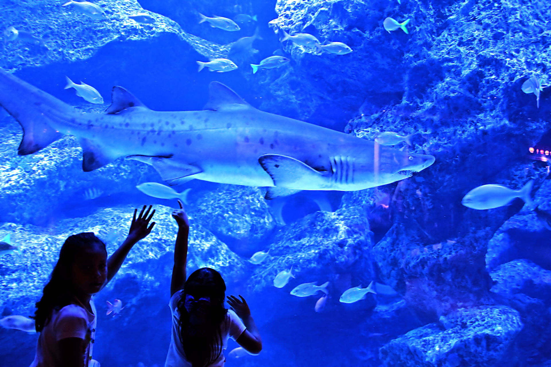 魚 水生生物 サメとこども 壁紙19x1280 壁紙館