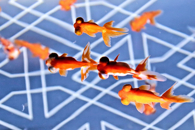 デメキンの行進