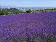 ラベンダーと札幌の街