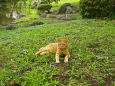 日比谷公園で見つけた猫