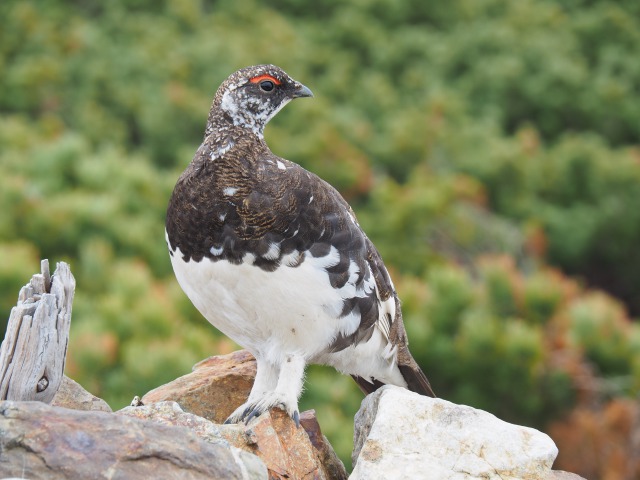 雷鳥坂の雄雷鳥3