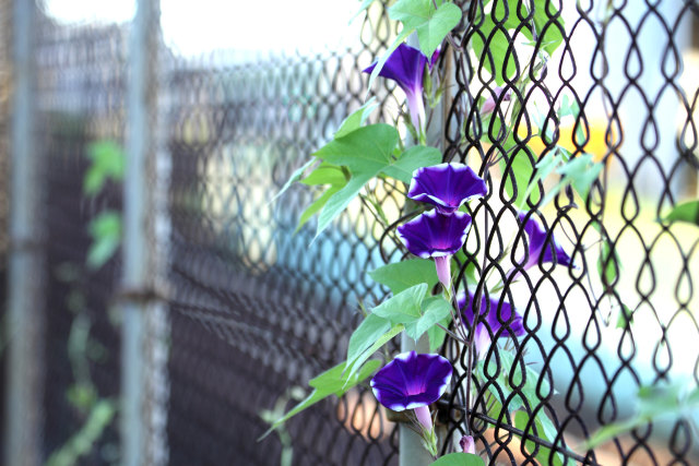 散歩道の花 1608-1-1