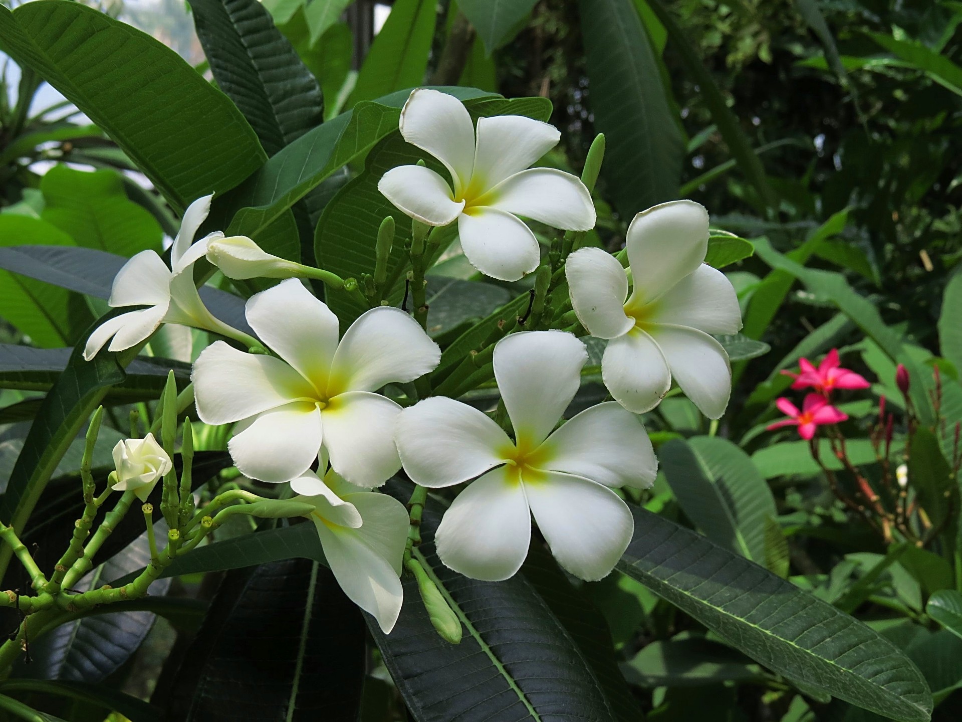 花 植物 ハワイの花 プルメリア 白 壁紙19x1440 壁紙館