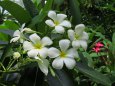 ハワイの花・プルメリア(白)