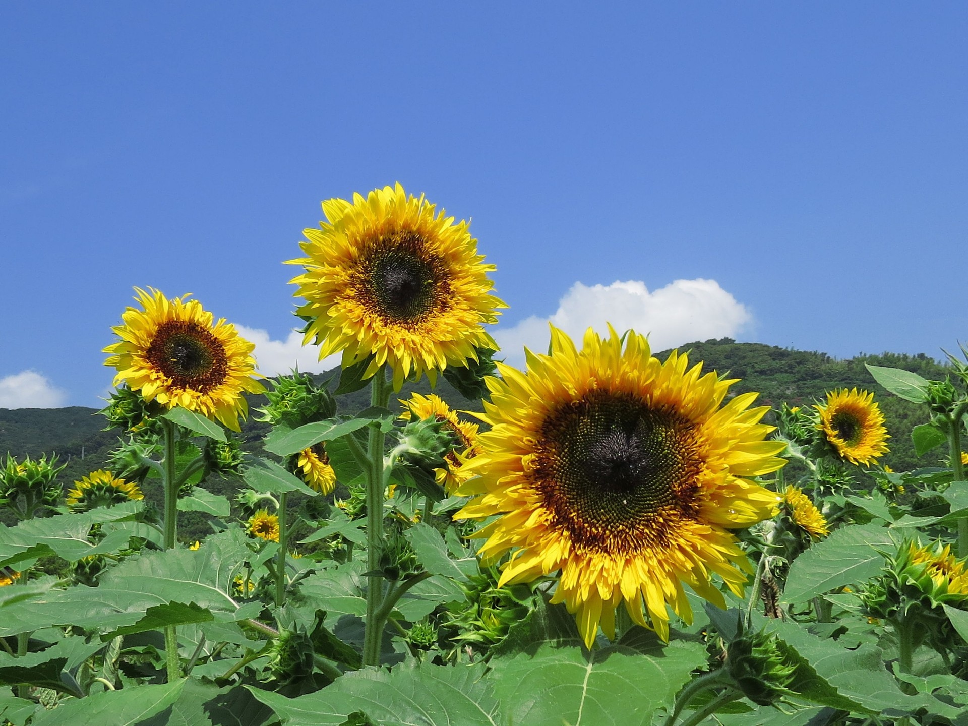 花 植物 ゴッホのひまわり 壁紙19x1440 壁紙館