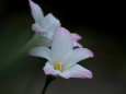 RndList[3]