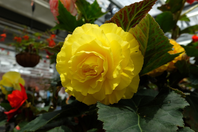 黄色いベゴニア