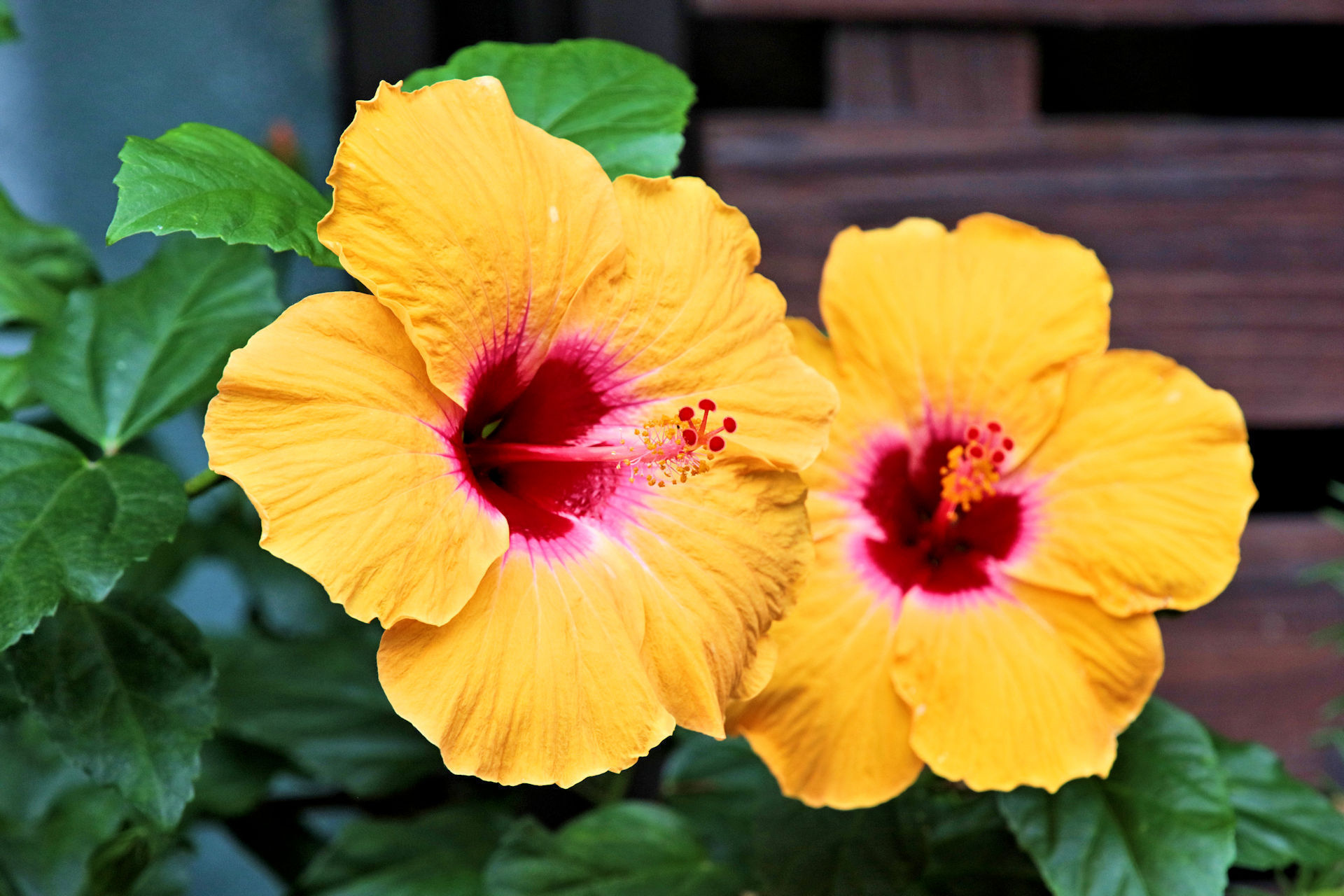 花 植物 ハイビスカス 壁紙19x1280 壁紙館