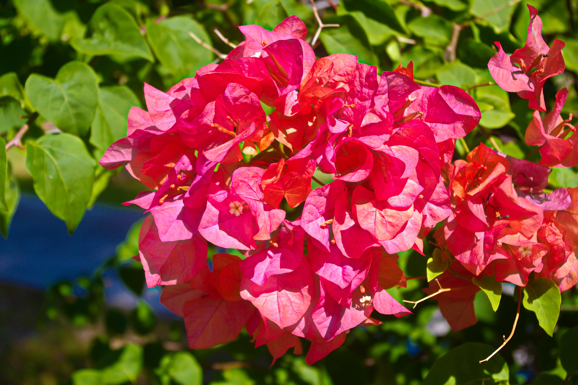 花 植物 南国の花 壁紙19x1280 壁紙館