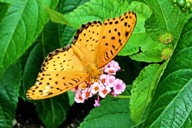 ツマグロヒョウモン ♂