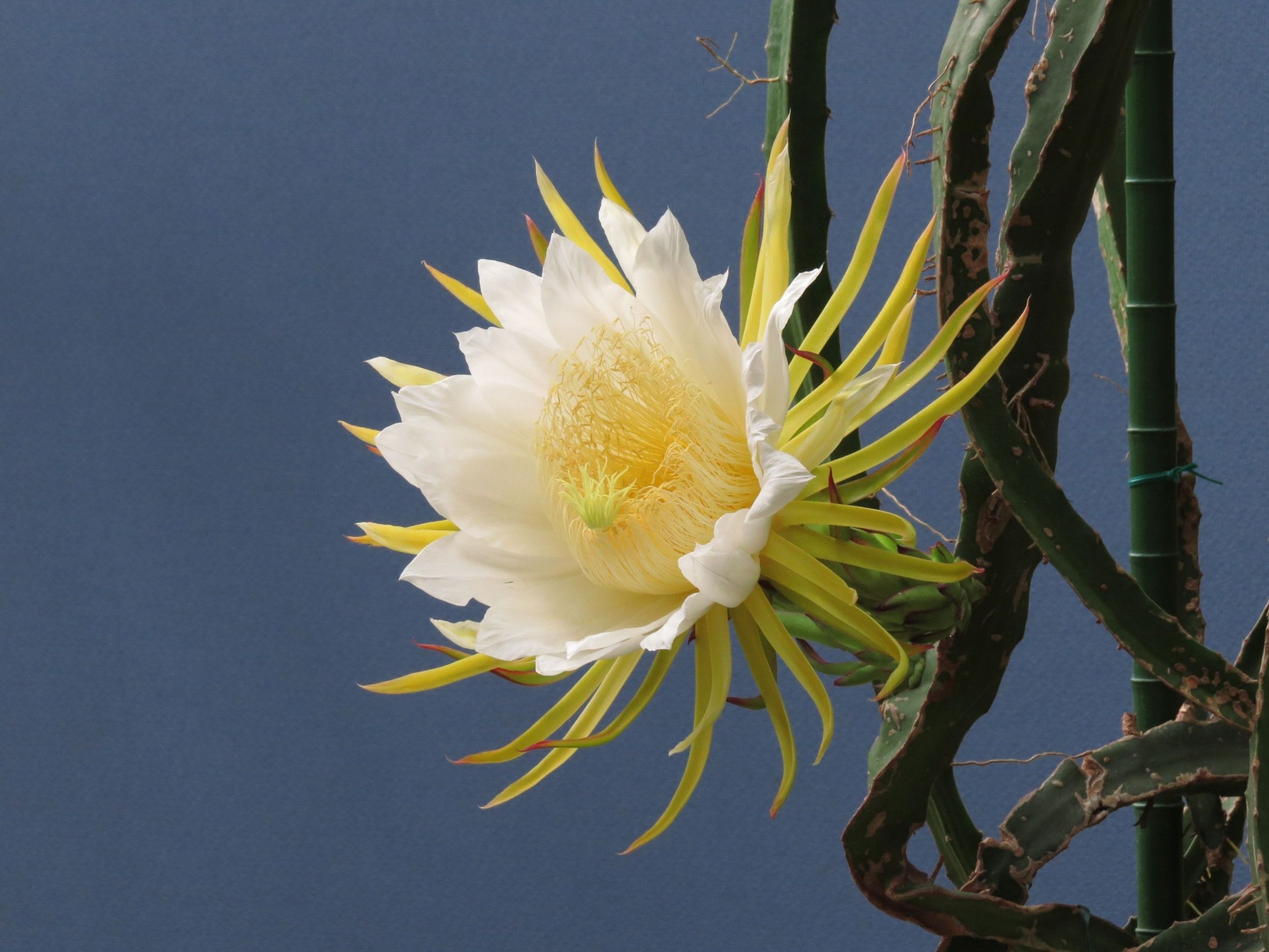 花 植物 ドラゴンフルーツの花 壁紙19x1440 壁紙館 花 植物 ドラゴンフルーツの花 壁紙19x1440 壁紙館