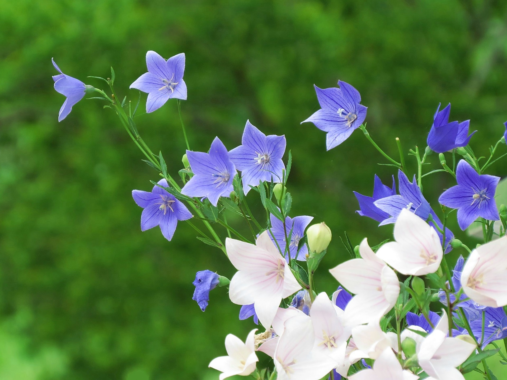 花 植物 秋の七草 桔梗 ききょう 2 壁紙19x1440 壁紙館