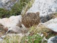 小蓮華山の雌雷鳥