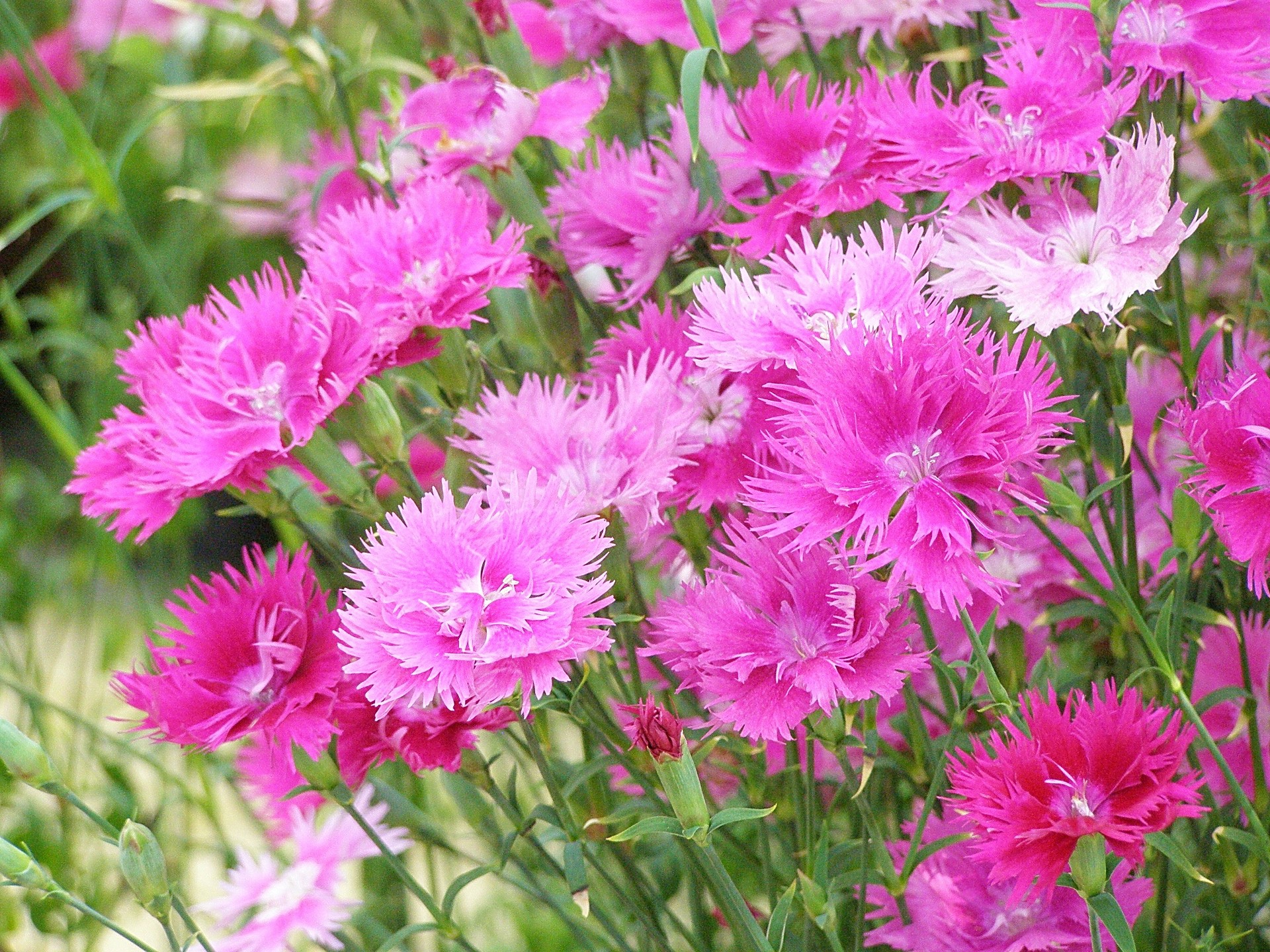 すべての花の画像 ベスト50 撫子 画像 花