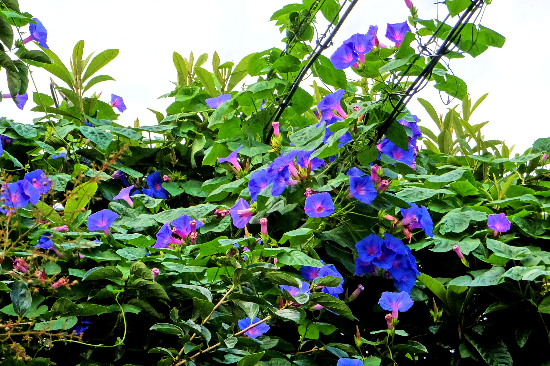 花 植物 琉球朝顔 壁紙19x1280 壁紙館 花 植物 琉球朝顔 壁紙19x1280 壁紙館