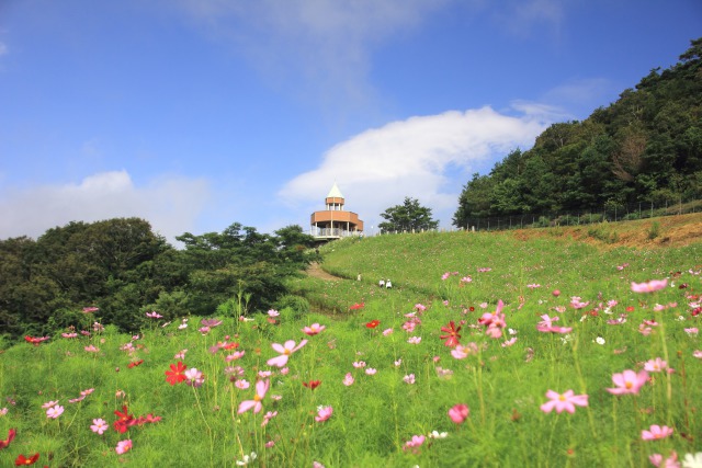 高原に咲くコスモス