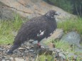 小仙丈ヶ岳の雄雷鳥