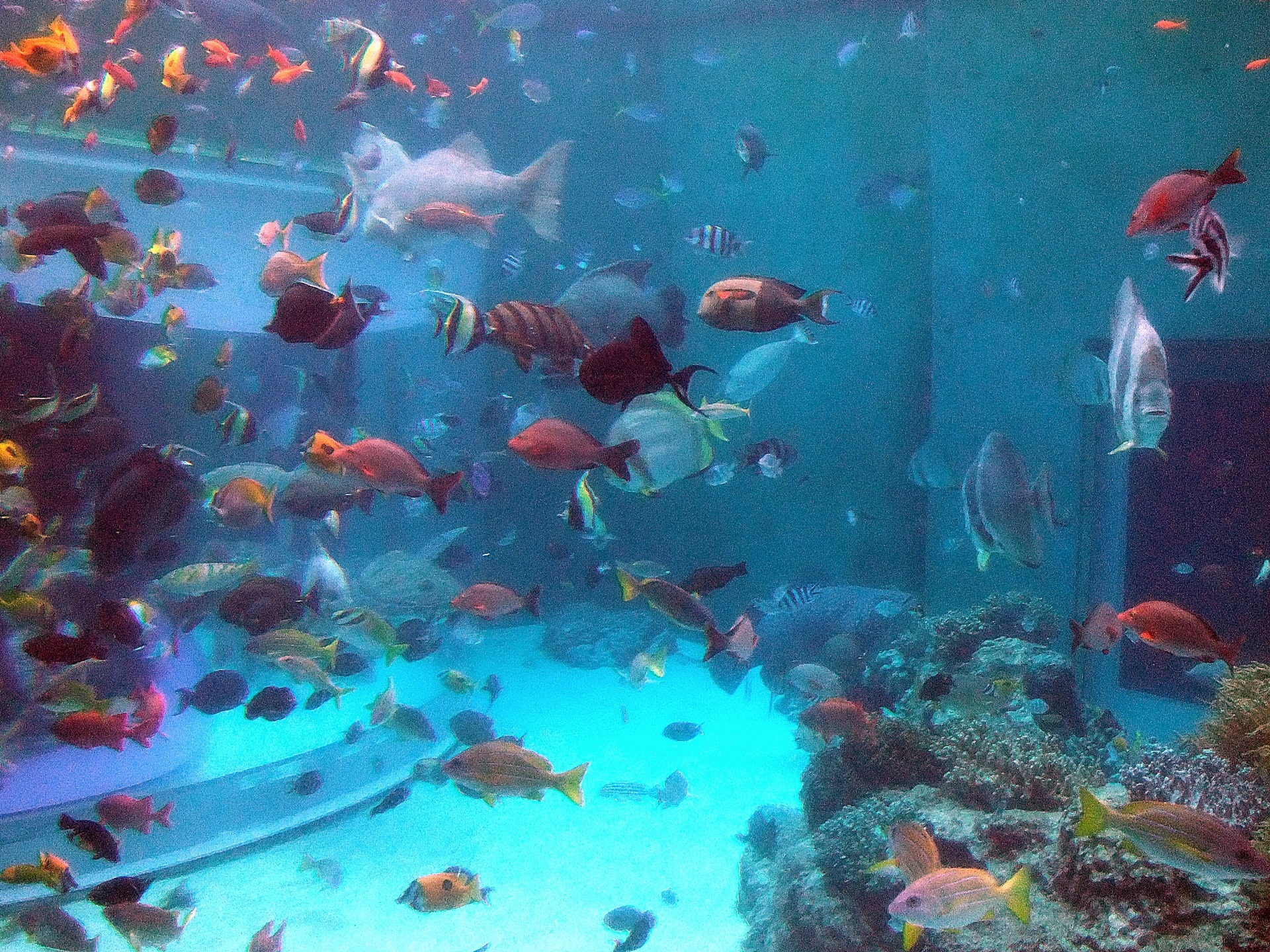 魚 水生生物 美ら海水族館 壁紙19x1440 壁紙館