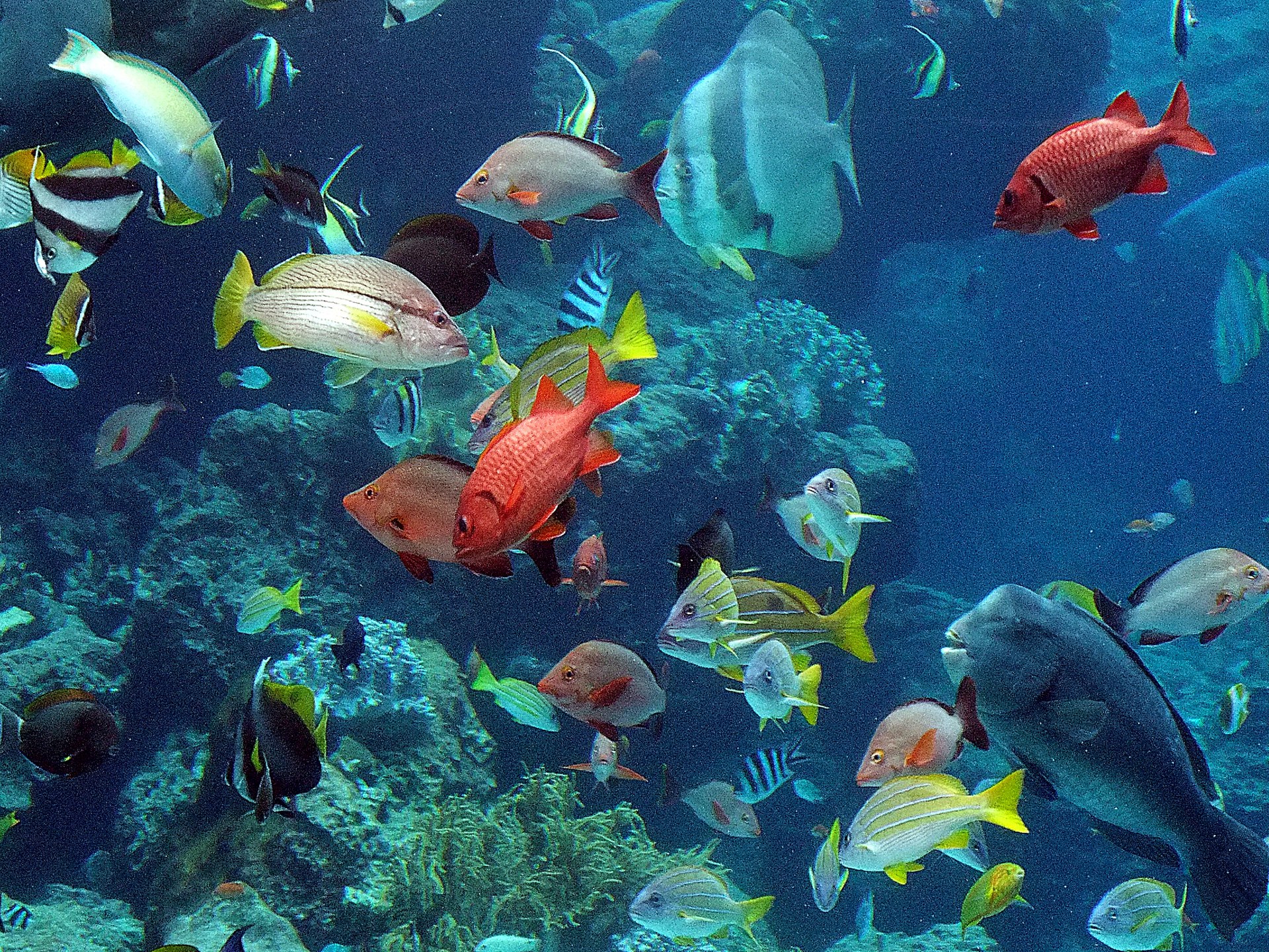 魚 水生生物 美ら海水族館 壁紙19x1440 壁紙館