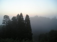 朝靄の森