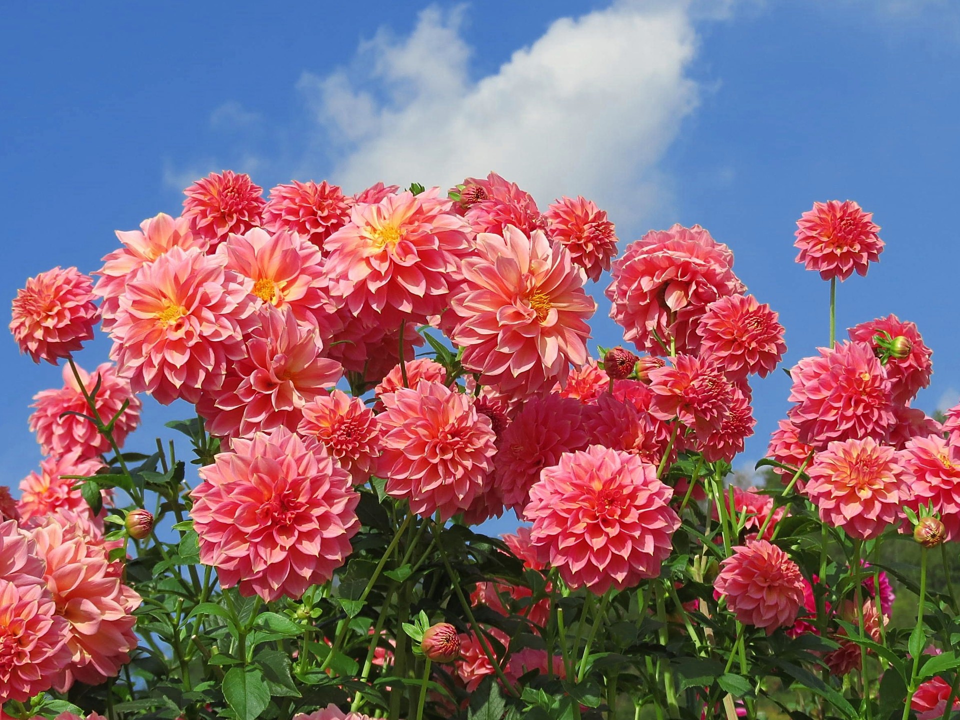 花 植物 ダリア 品種名ブーケ 壁紙19x1440 壁紙館