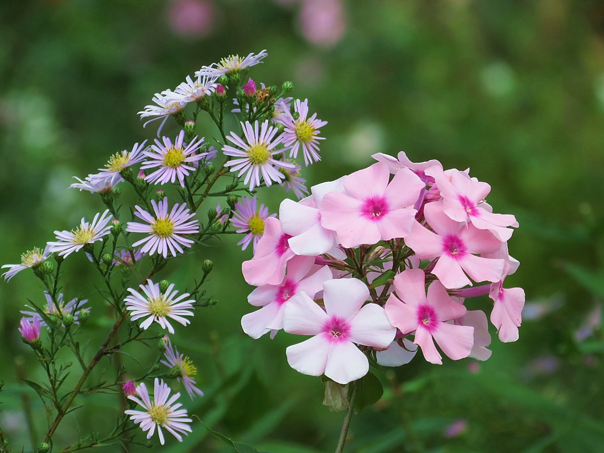 花 植物 宿根フロックス 花魁草 壁紙19x1440 壁紙館