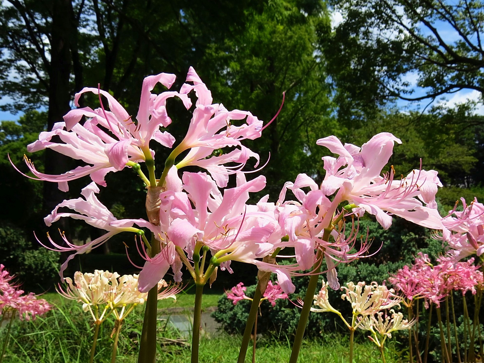 花 植物 初秋のリコリス スプレンゲリー 壁紙19x1440 壁紙館