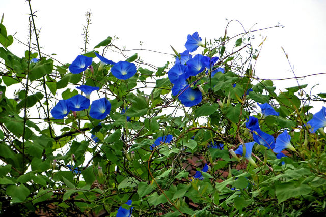 琉球アサガオ