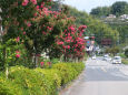 サルスベリの咲く道
