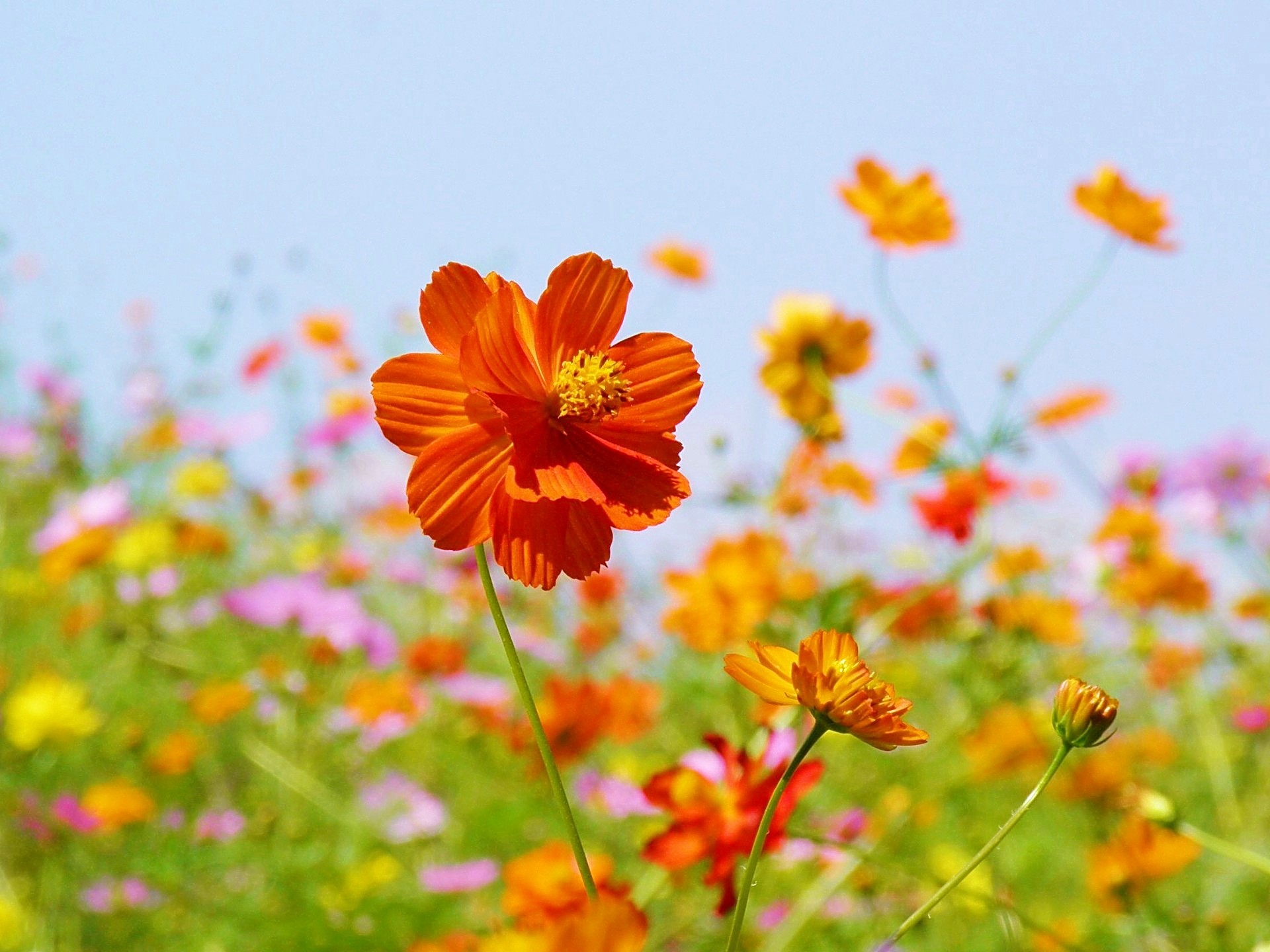 花 植物 花色冴えるキバナコスモス 壁紙19x1440 壁紙館