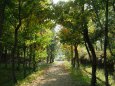 秋の緑道