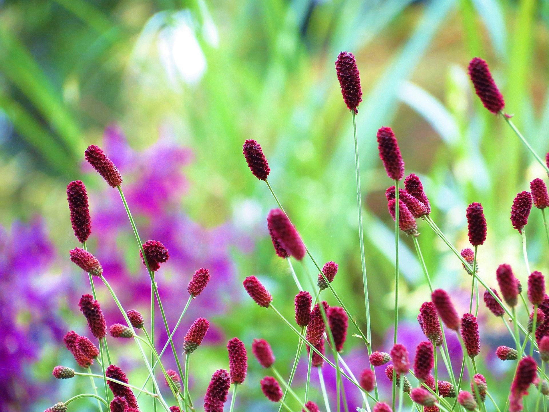 花 植物 ワレモコウ 吾亦紅 壁紙19x1440 壁紙館