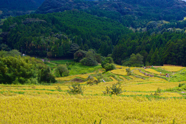 千葉 鴨川の田園風景