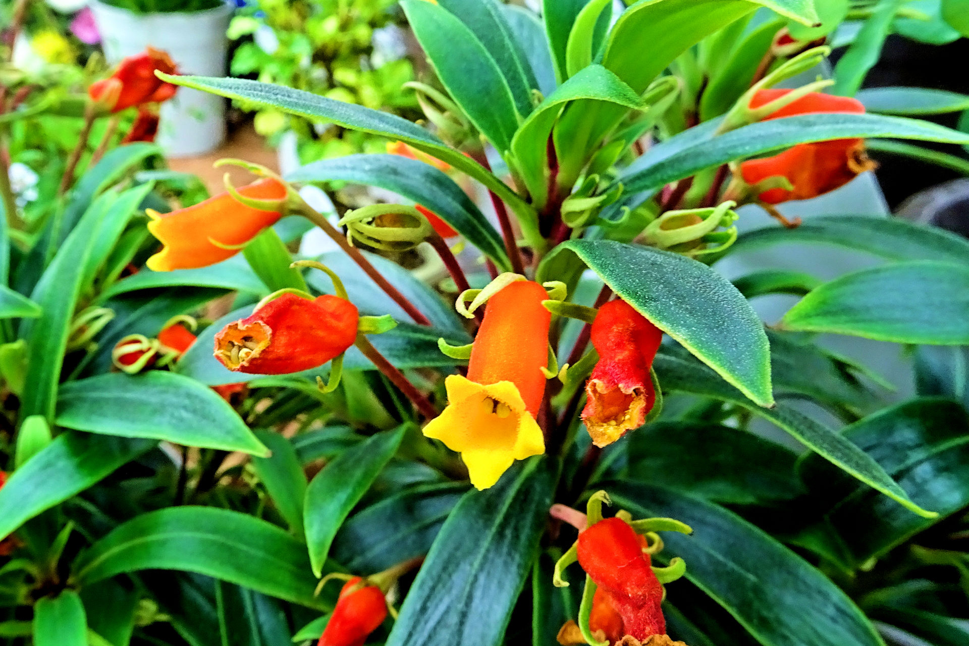 花 植物 シーマニア 壁紙19x1280 壁紙館